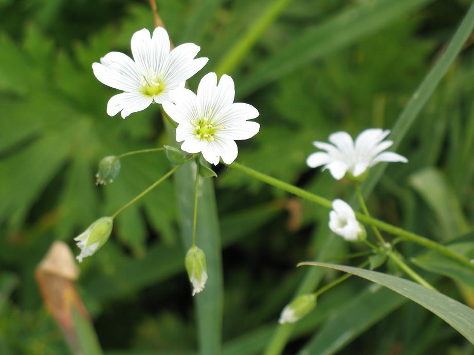Изображение особи Cerastium davuricum.