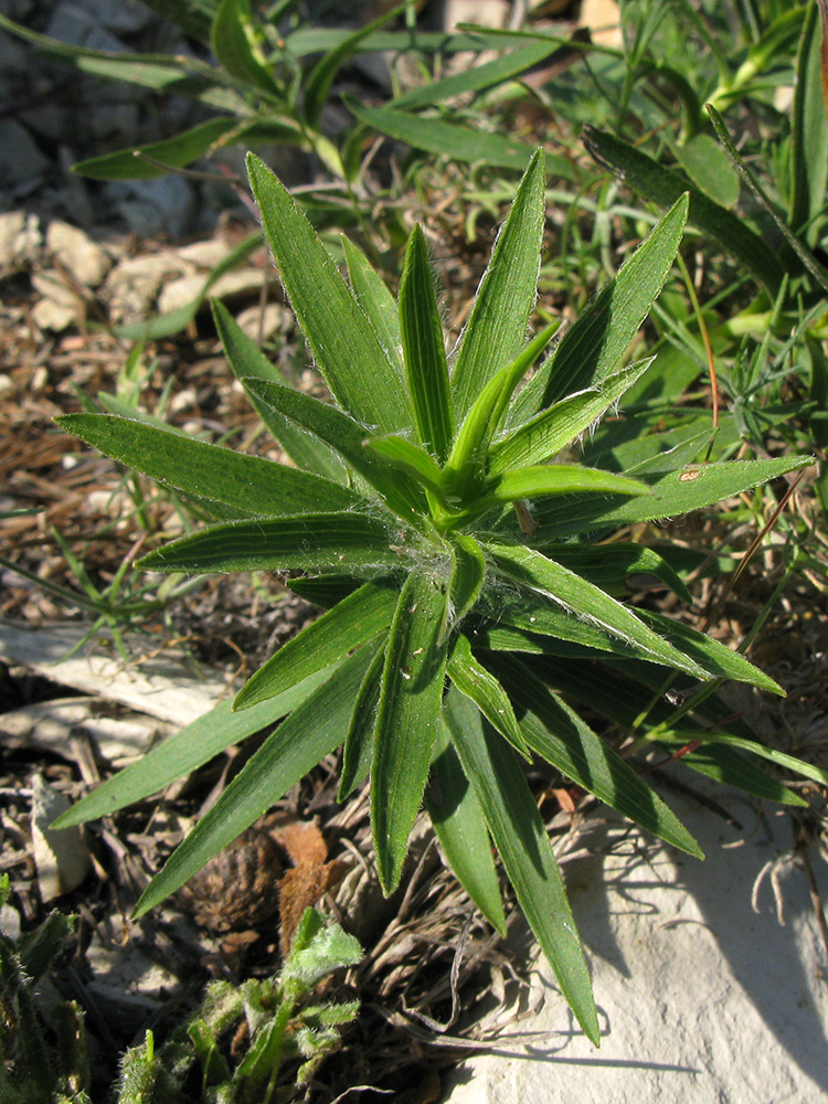 Image of Inula ensifolia specimen.