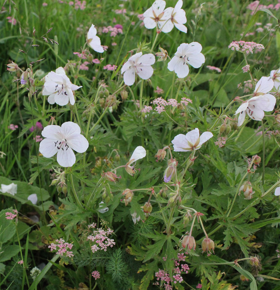 Image of Geranium kemulariae specimen.
