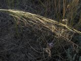 Stipa capillata