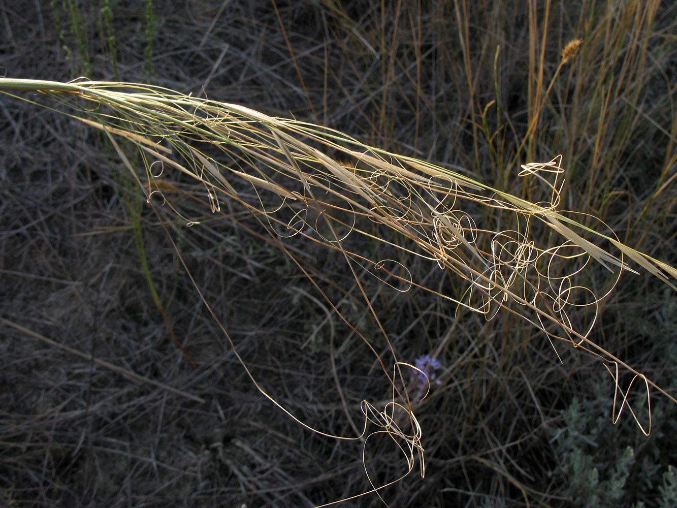 Изображение особи Stipa capillata.