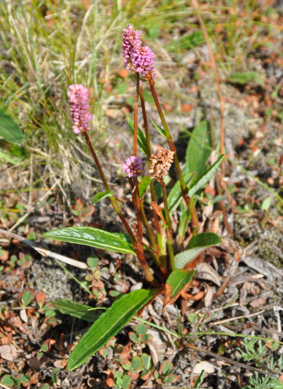 Image of Bistorta plumosa specimen.