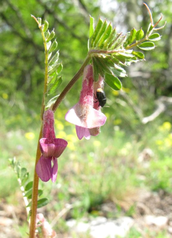 Image of Vicia striata specimen.