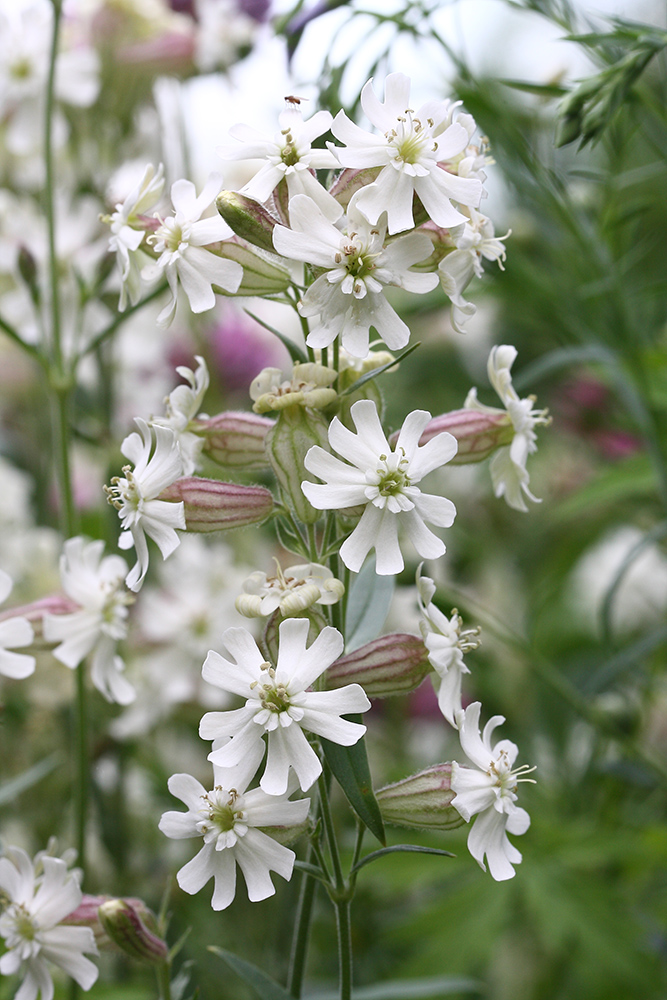 Изображение особи Silene amoena.