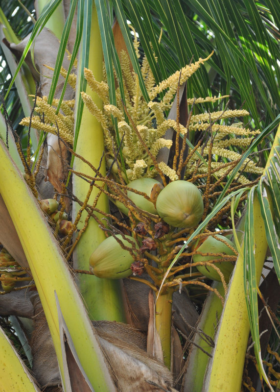 Изображение особи Cocos nucifera.