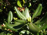 Pittosporum tobira