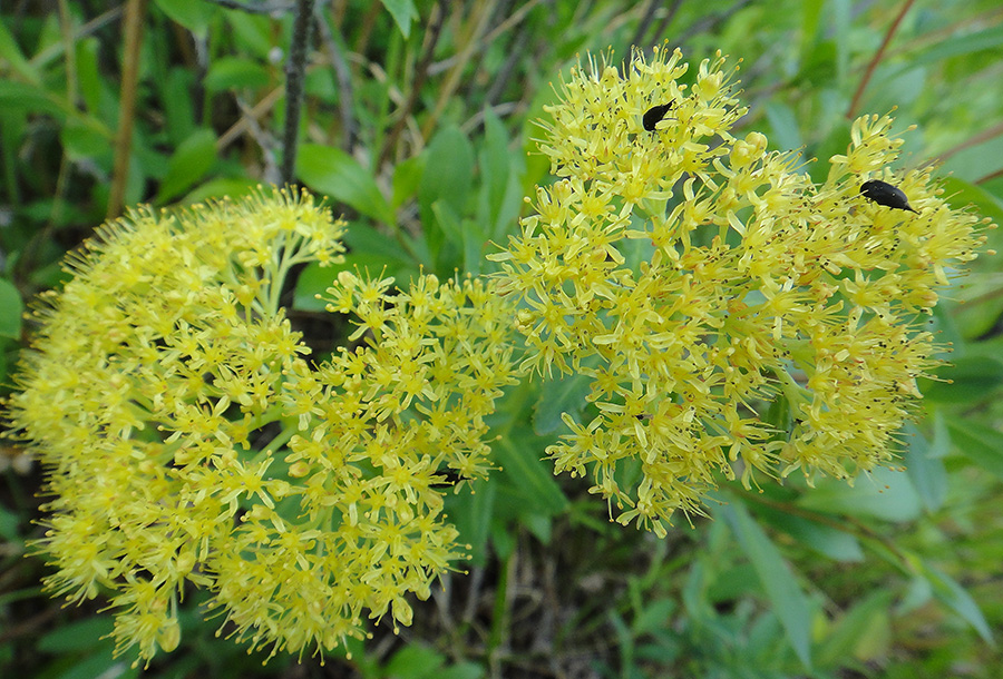 Image of Rhodiola rosea specimen.