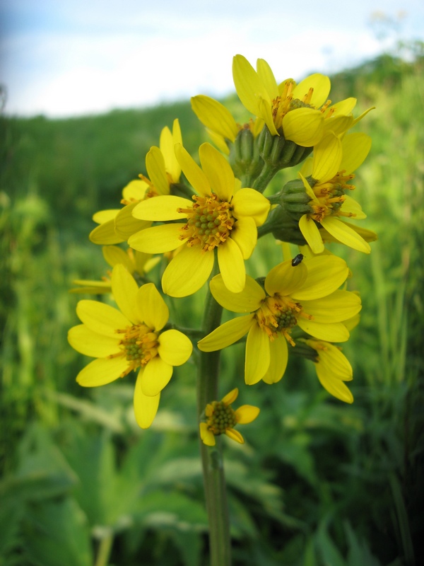Изображение особи Ligularia glauca.