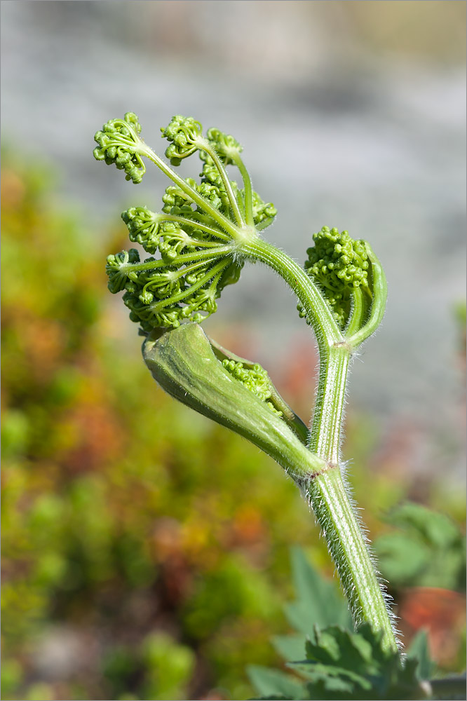 Изображение особи Heracleum sibiricum.