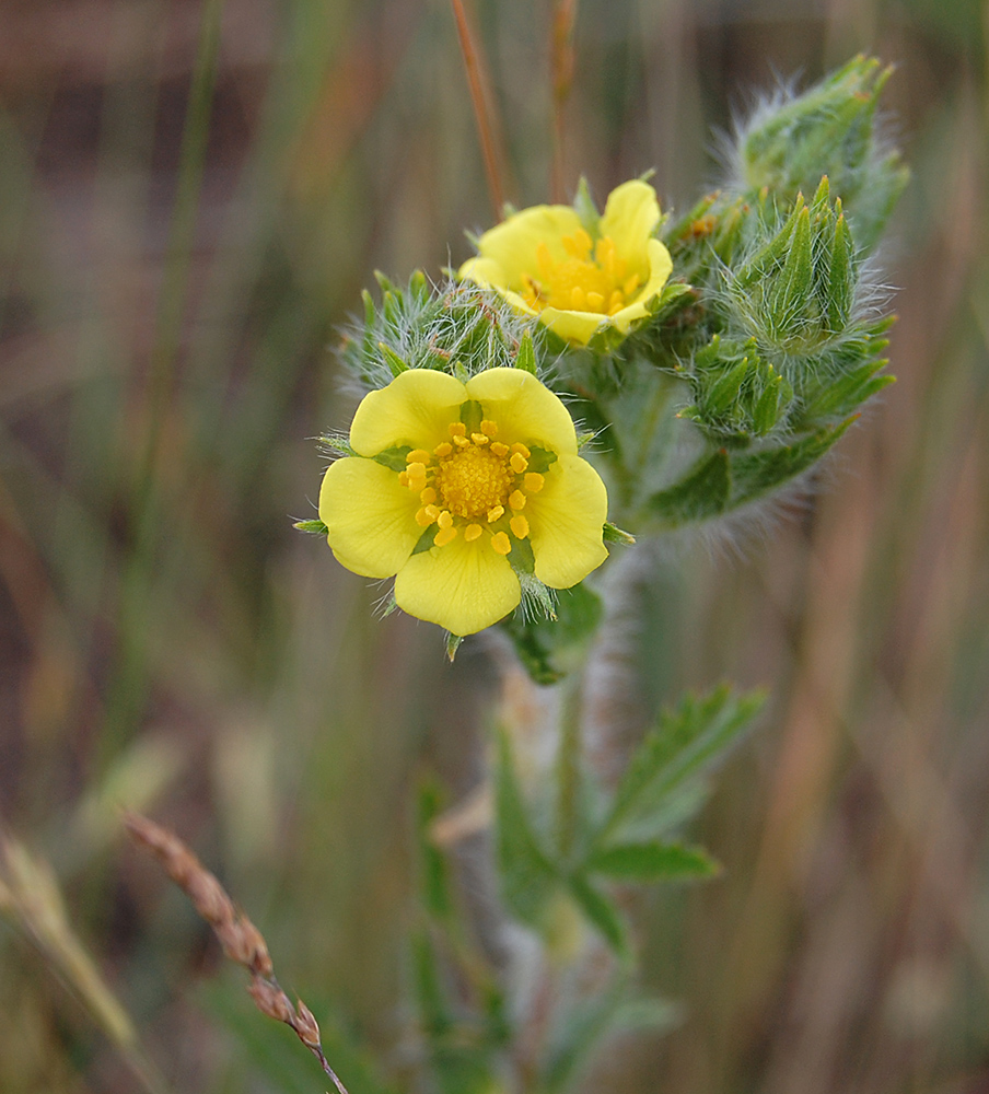 Image of Potentilla recta specimen.