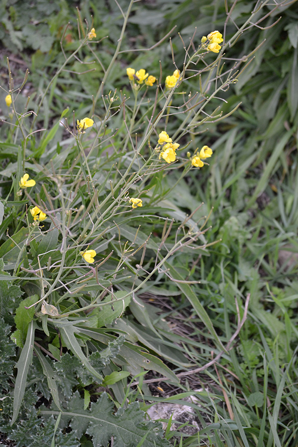 Image of Diplotaxis tenuifolia specimen.