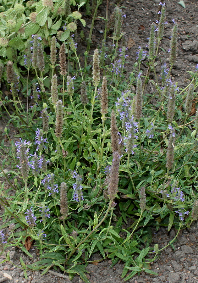 Изображение особи Nepeta nervosa.