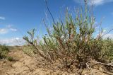 Limonium suffruticosum. Вегетирующее растение в солянковой галофитной пустыне на солончаке. Казахстан, Алматинская обл., Алакольский р-н, 68 км ССЗ пос. Лепсы; Северное Прибалхашье, гранитный массив к северу от зал. Актас, большой дол между гранитными грядами. 04.06.2013.