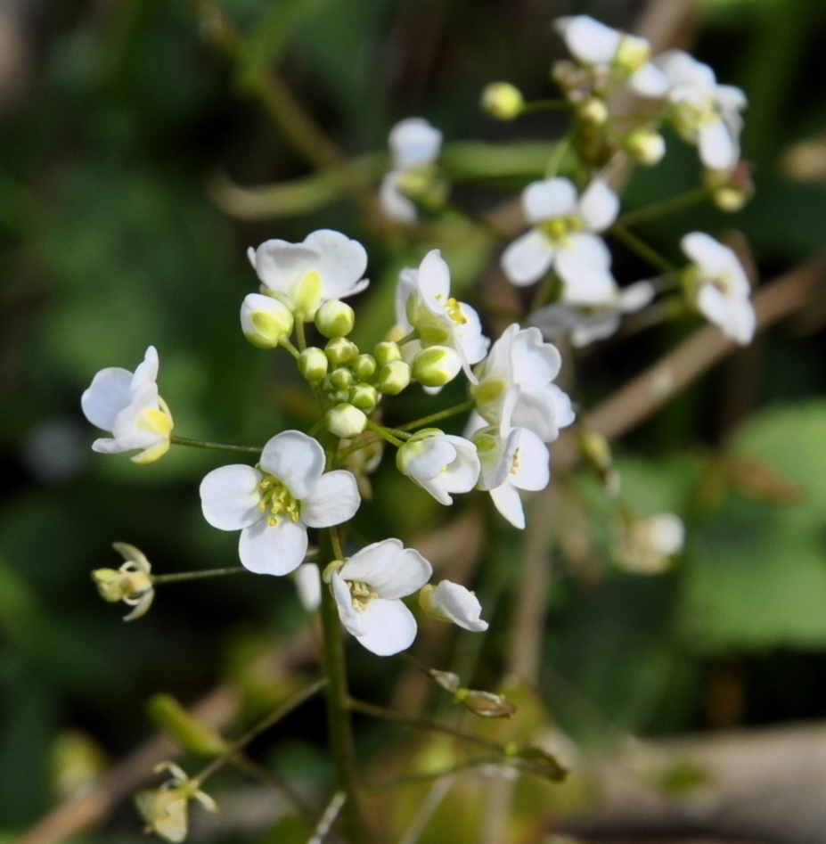 Image of Capsella grandiflora specimen.