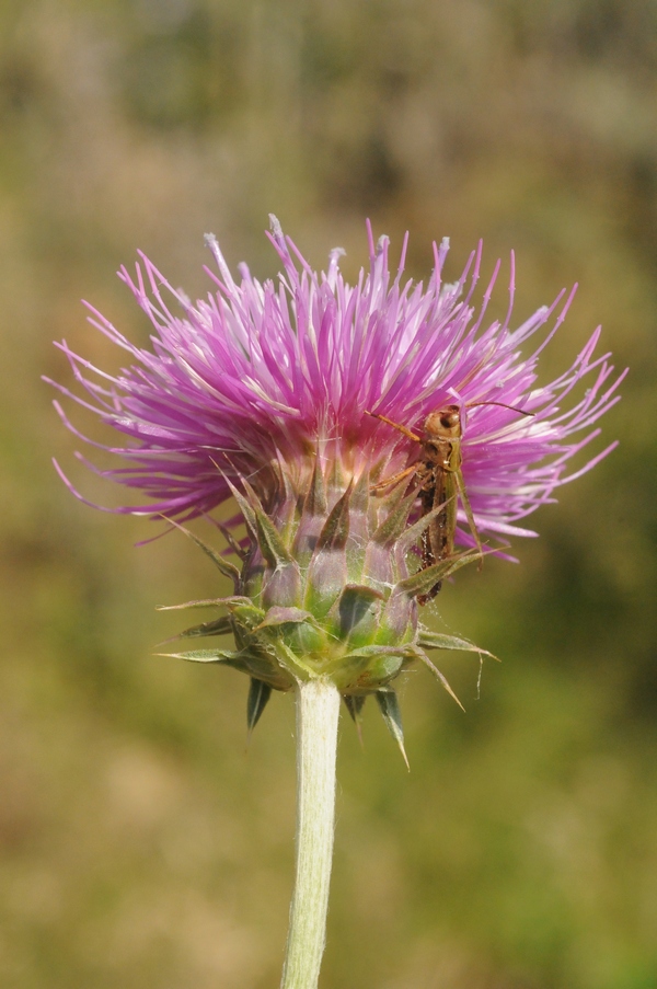 Изображение особи Carduus coloratus.