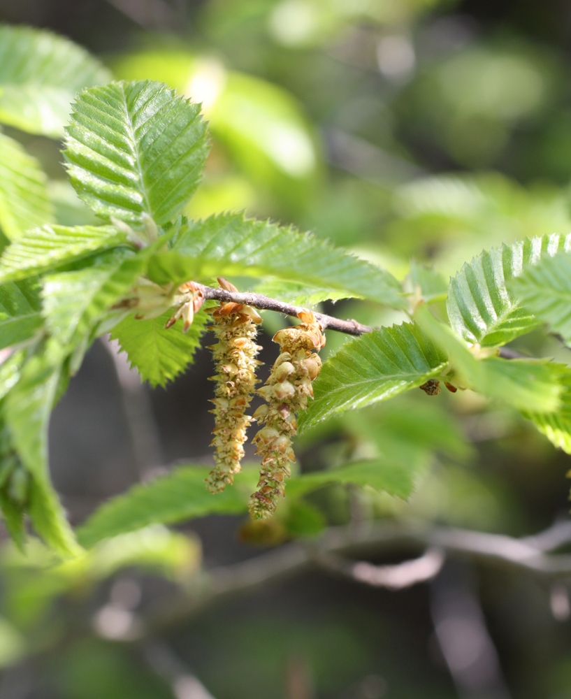 Изображение особи Carpinus orientalis.