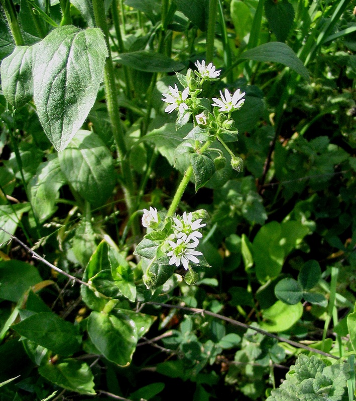 Изображение особи Myosoton aquaticum.