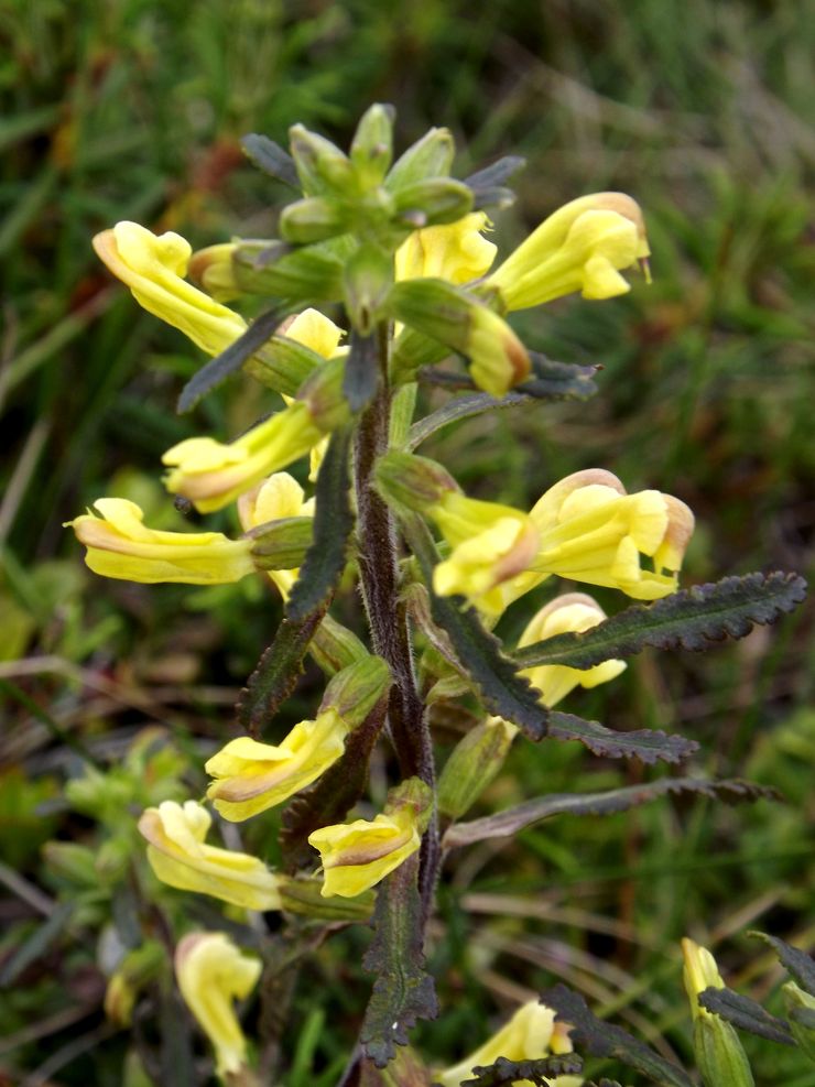 Image of Pedicularis labradorica specimen.