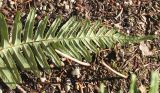 Polypodium interjectum