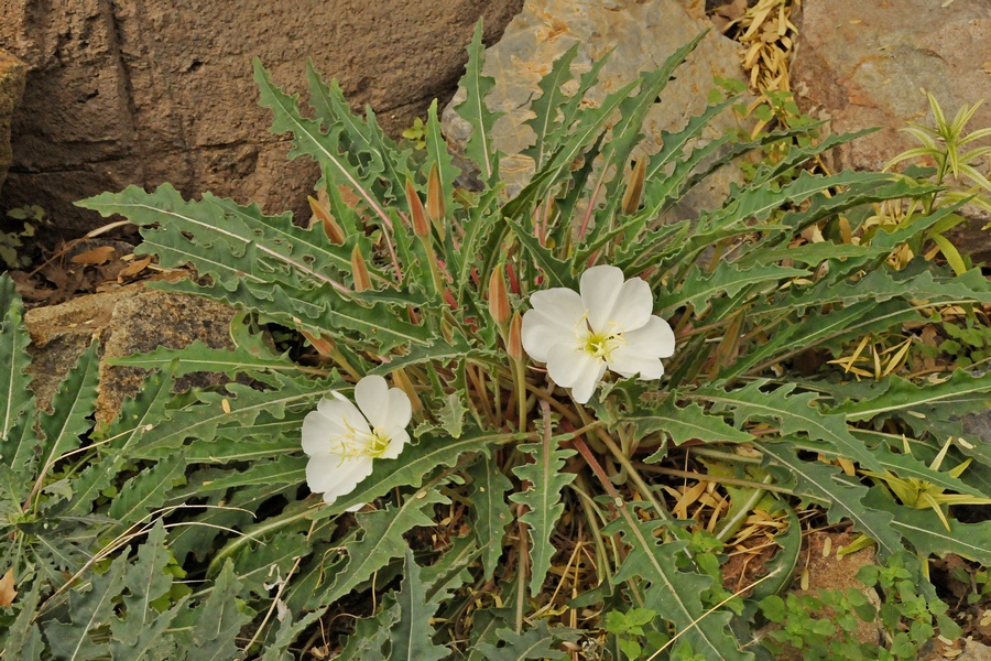 Изображение особи Oenothera caespitosa.
