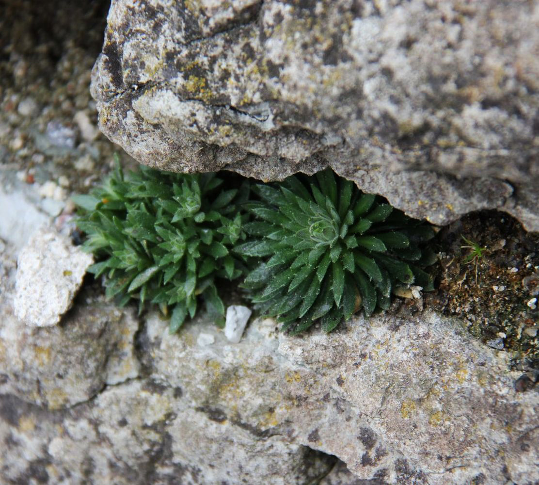 Изображение особи род Draba.