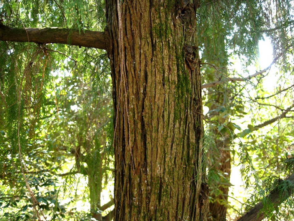 Image of Cupressus funebris specimen.