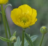 genus Ranunculus
