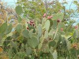 genus Opuntia. Плодоносящее растение. Южный берег Крыма, окр. пос. Гурзуф, Артек. 26.04.2014.