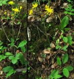 Hieracium murorum. Цветущие растения на склонах у дороги в широколиственном лесу. ФРГ, Тюрингия, окрестности Йены. Май 2007 г.