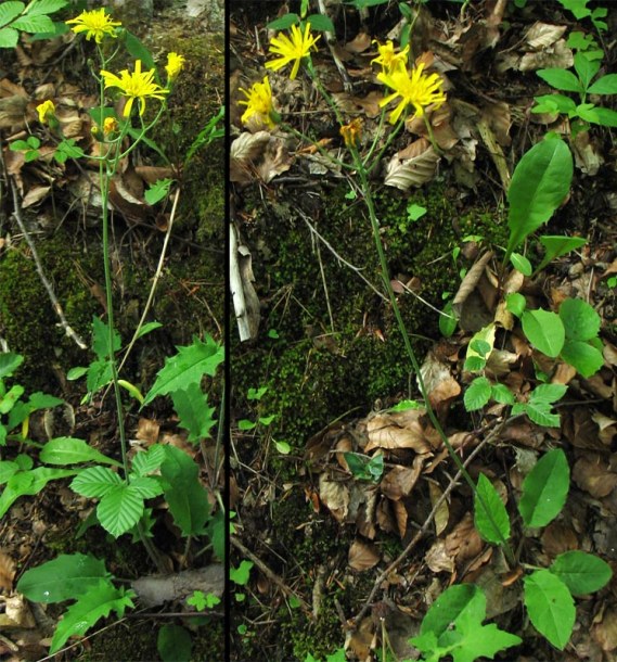 Image of Hieracium murorum specimen.