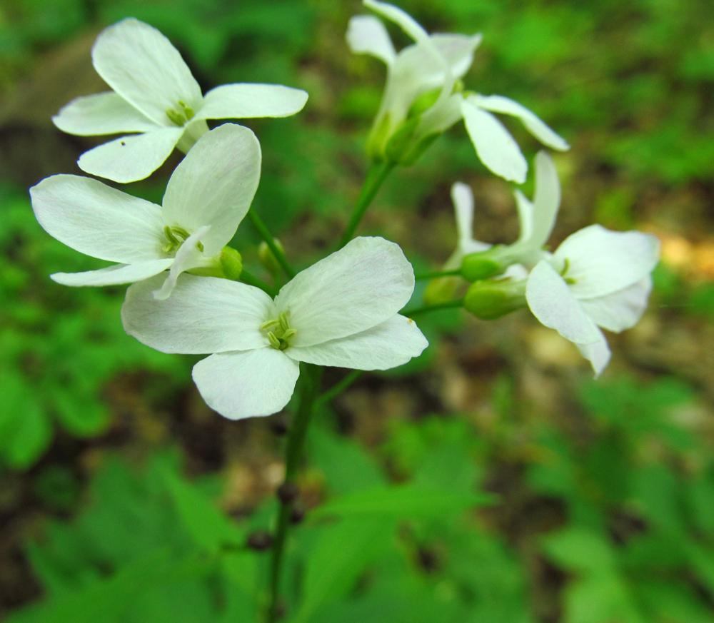 Image of Cardamine bulbifera specimen.