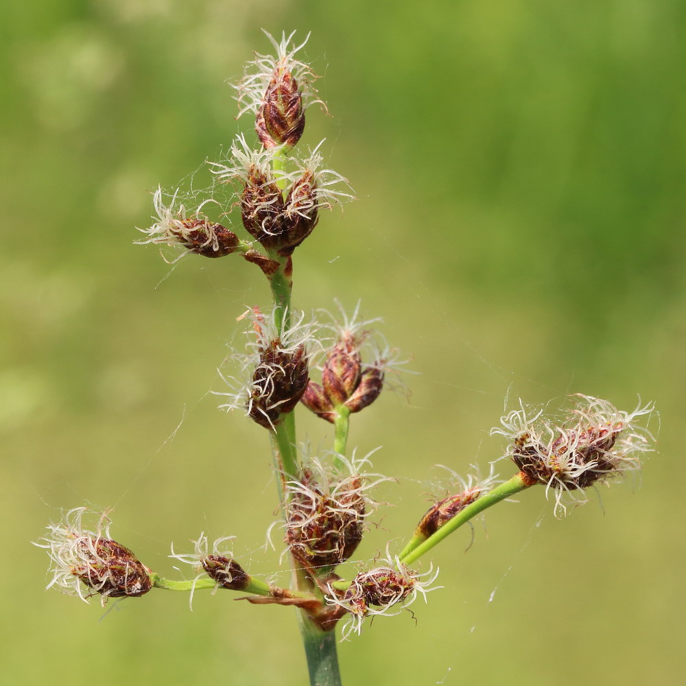 Image of Schoenoplectus tabernaemontani specimen.