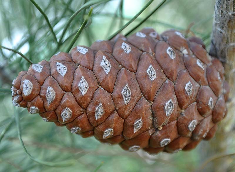 Изображение особи Pinus eldarica.