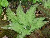 Polystichum setiferum. Молодые вайи перезимовавшего растения ('Proliferum Plumosum Densum'). Германия, г. Дюссельдорф, Ботанический сад университета. 04.05.2014.