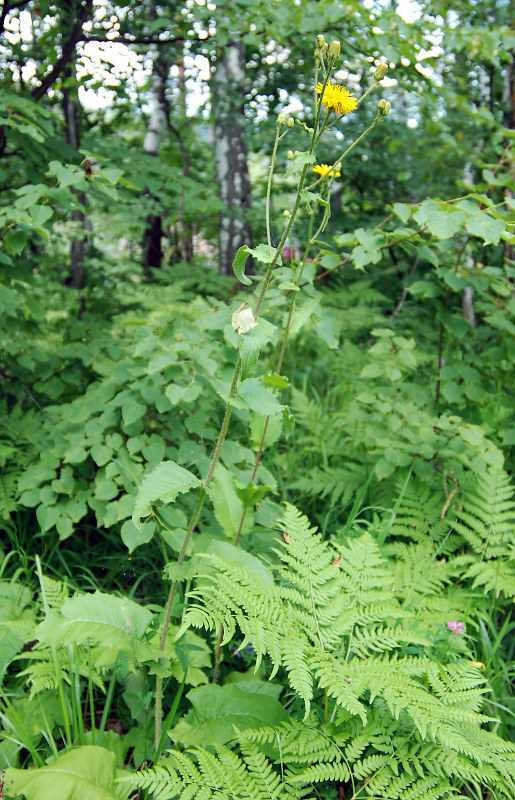 Image of Crepis sibirica specimen.