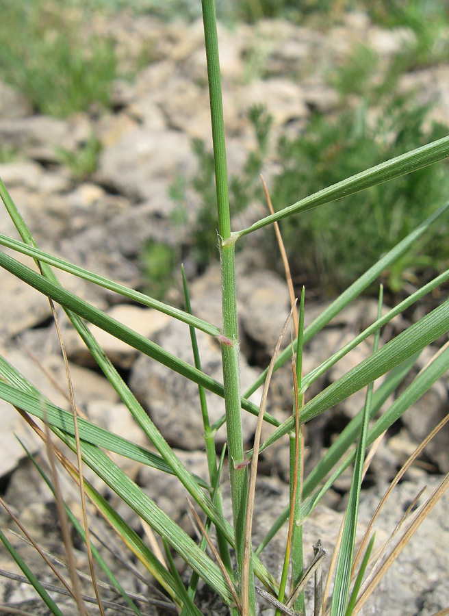 Изображение особи Agropyron ponticum.