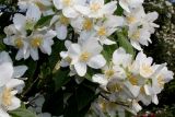 Philadelphus coronarius