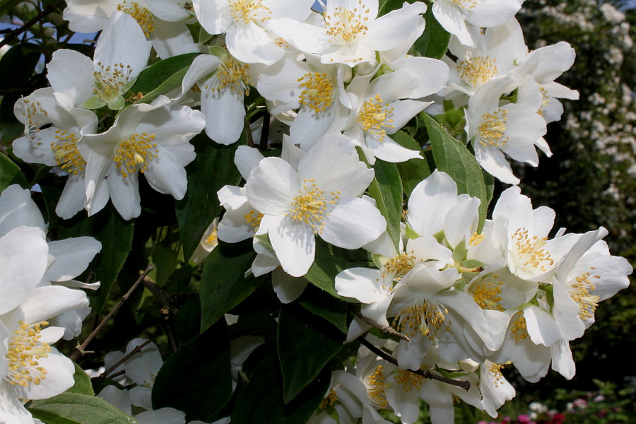 Image of Philadelphus × lemoinei specimen.