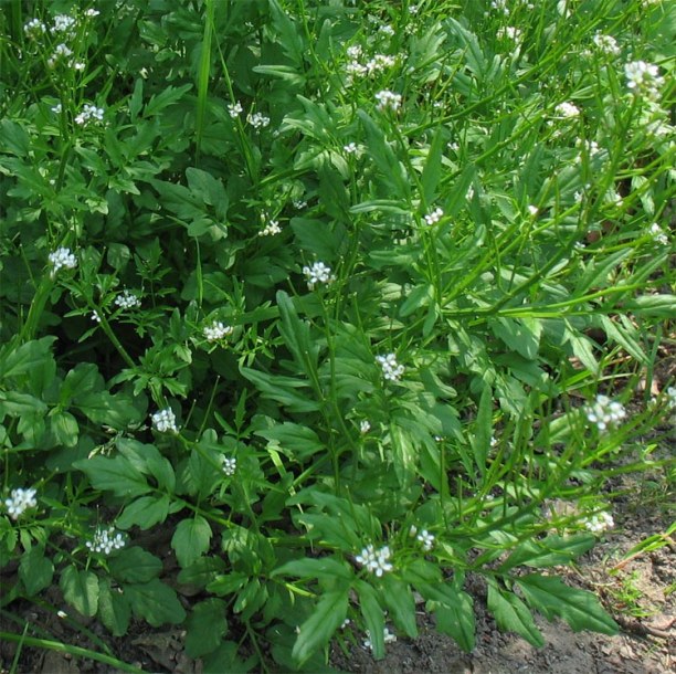 Image of Cardamine flexuosa specimen.