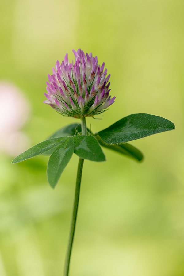 Image of Trifolium pratense specimen.