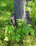 Juglans mandshurica. Корневая поросль. Ярославль, ст. Полянки, придорожное озеленение. 6 июля 2014 г.