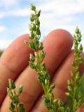 Artemisia commutata