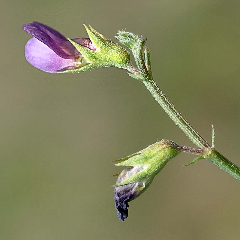 Изображение особи Vicia cappadocica.