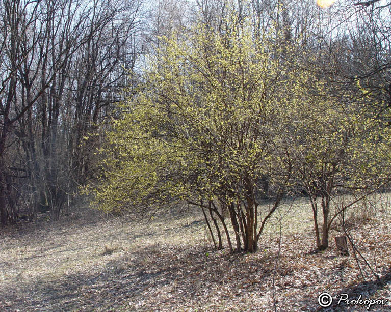 Изображение особи Cornus mas.