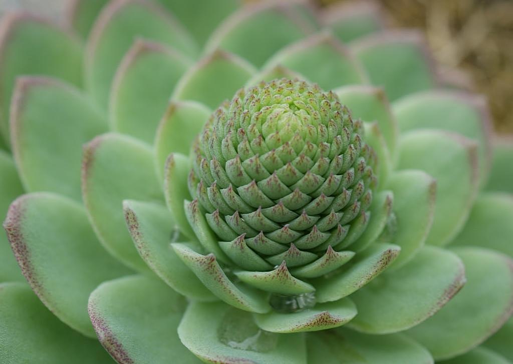 Image of Orostachys malacophylla specimen.