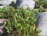 Atriplex nudicaulis