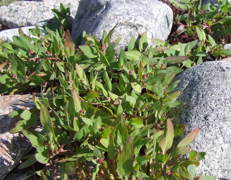 Image of Atriplex nudicaulis specimen.