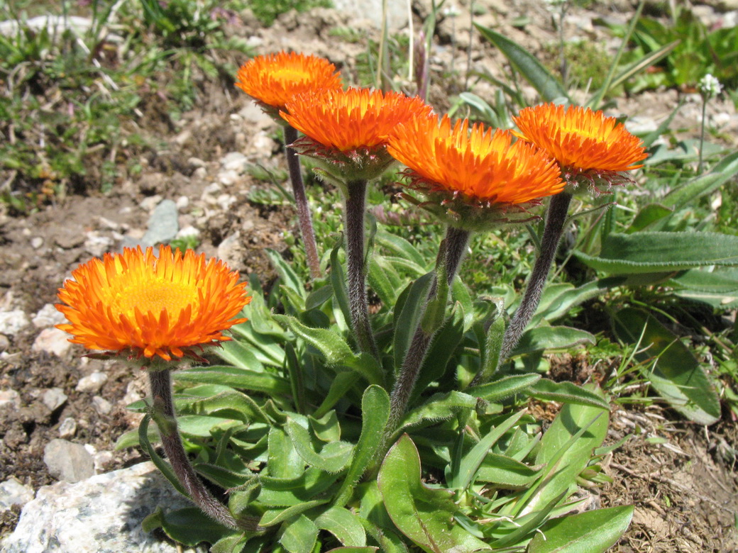 Image of Erigeron aurantiacus specimen.