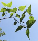 Celtis biondii