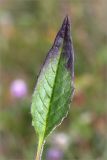 Saussurea alpina. Лист. Мурманская обл., п-ов Средний, м. Волоковый. 27.07.2014.